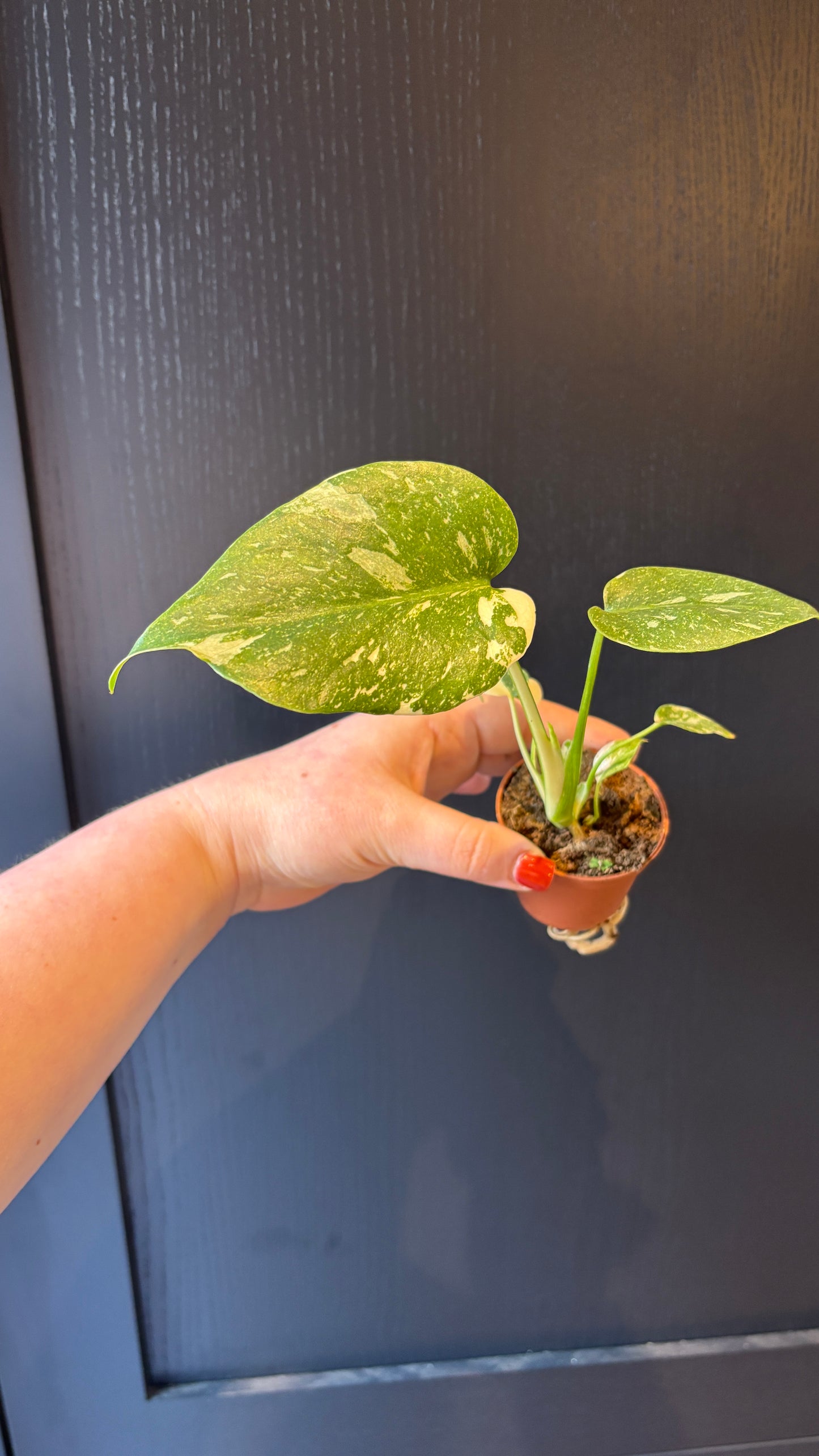 Monstera Thai Constellation 6cm pot- most ready to upgrade pot size (grab a bargain!)