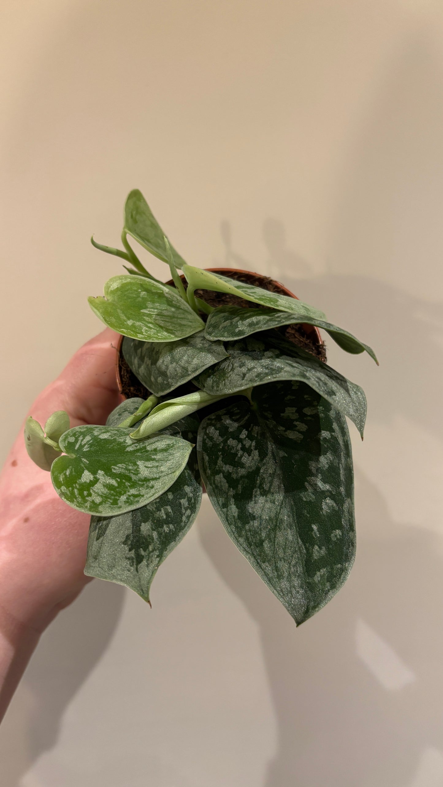 Scindapsus pictus ‘Silvery Ann’ 8cm pot