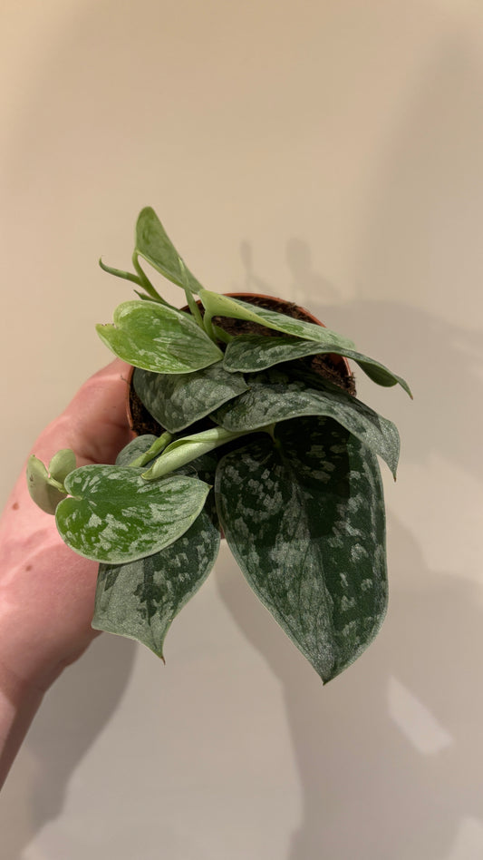 Scindapsus pictus ‘Silvery Ann’ 8cm pot