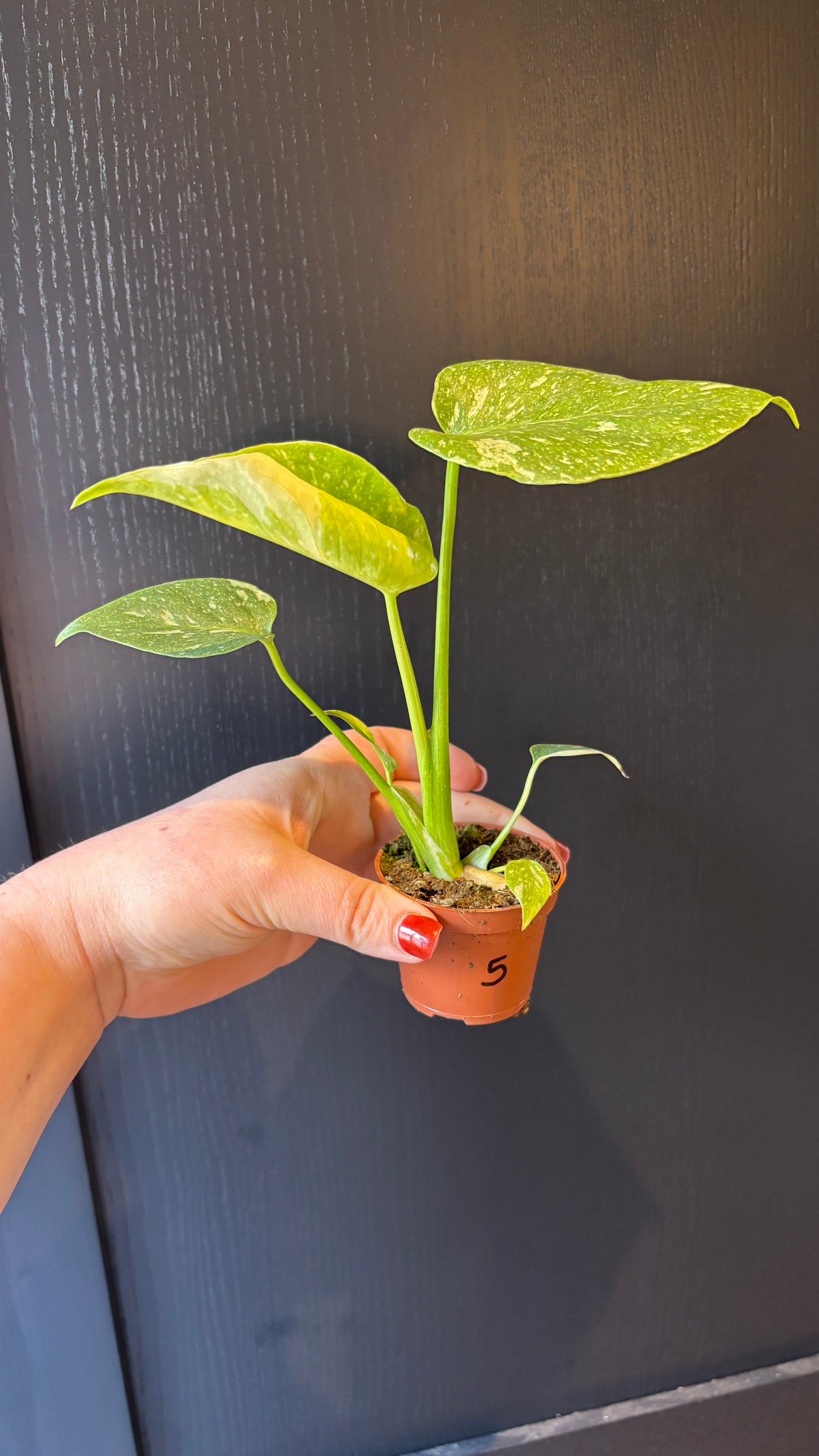 Monstera Thai Constellation 6cm pot- most ready to upgrade pot size (grab a bargain!)