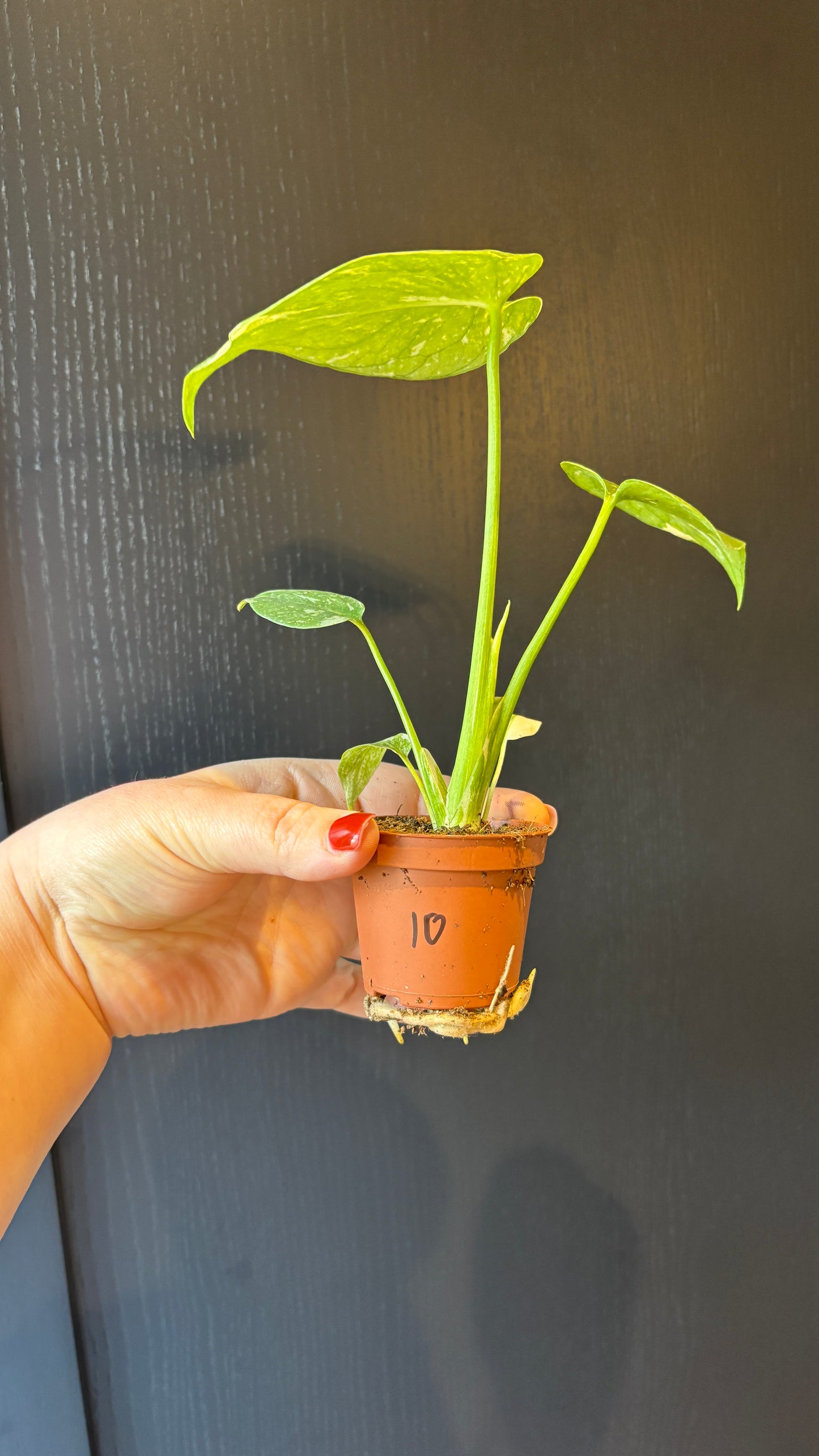 Monstera Thai Constellation 6cm pot- most ready to upgrade pot size (grab a bargain!)