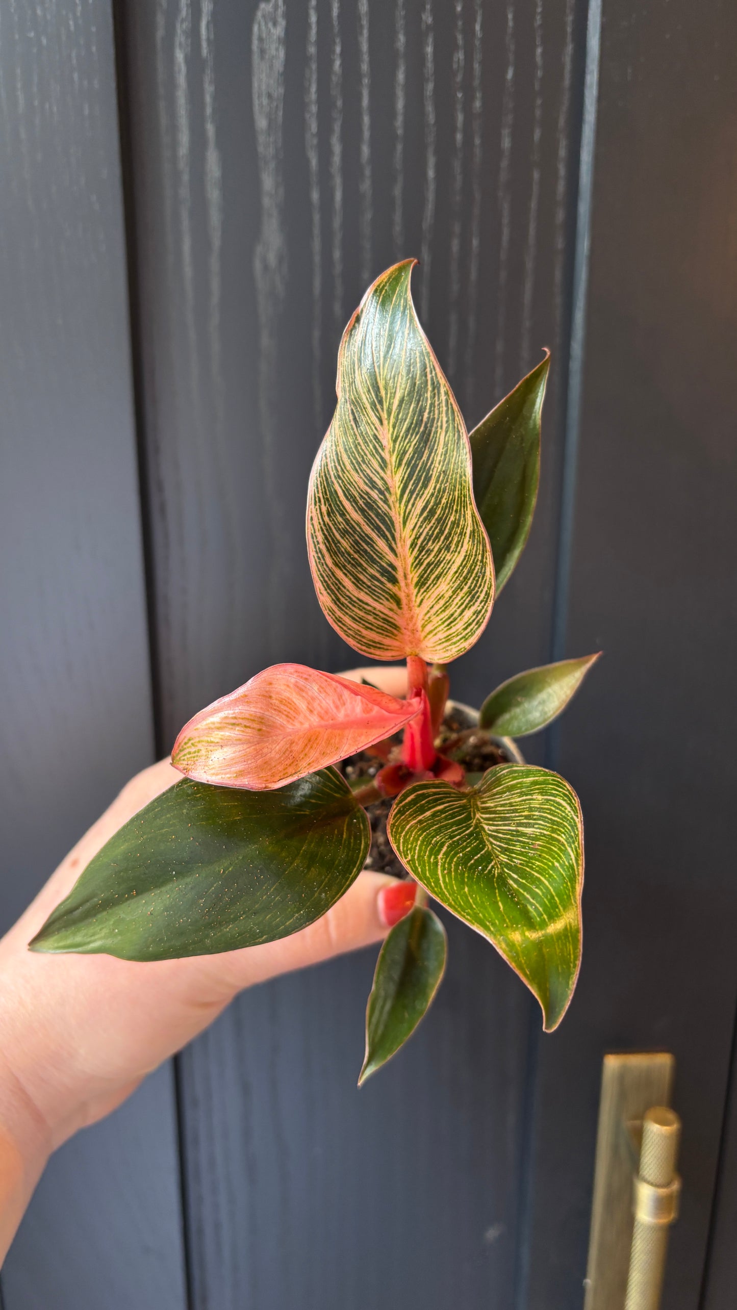 Philodendron pink Birkin 6cm pot