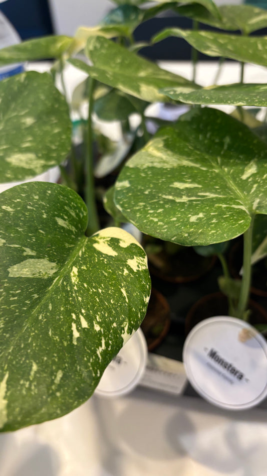 Monstera Thai Constellation 6cm pot- most ready to upgrade pot size (grab a bargain!)
