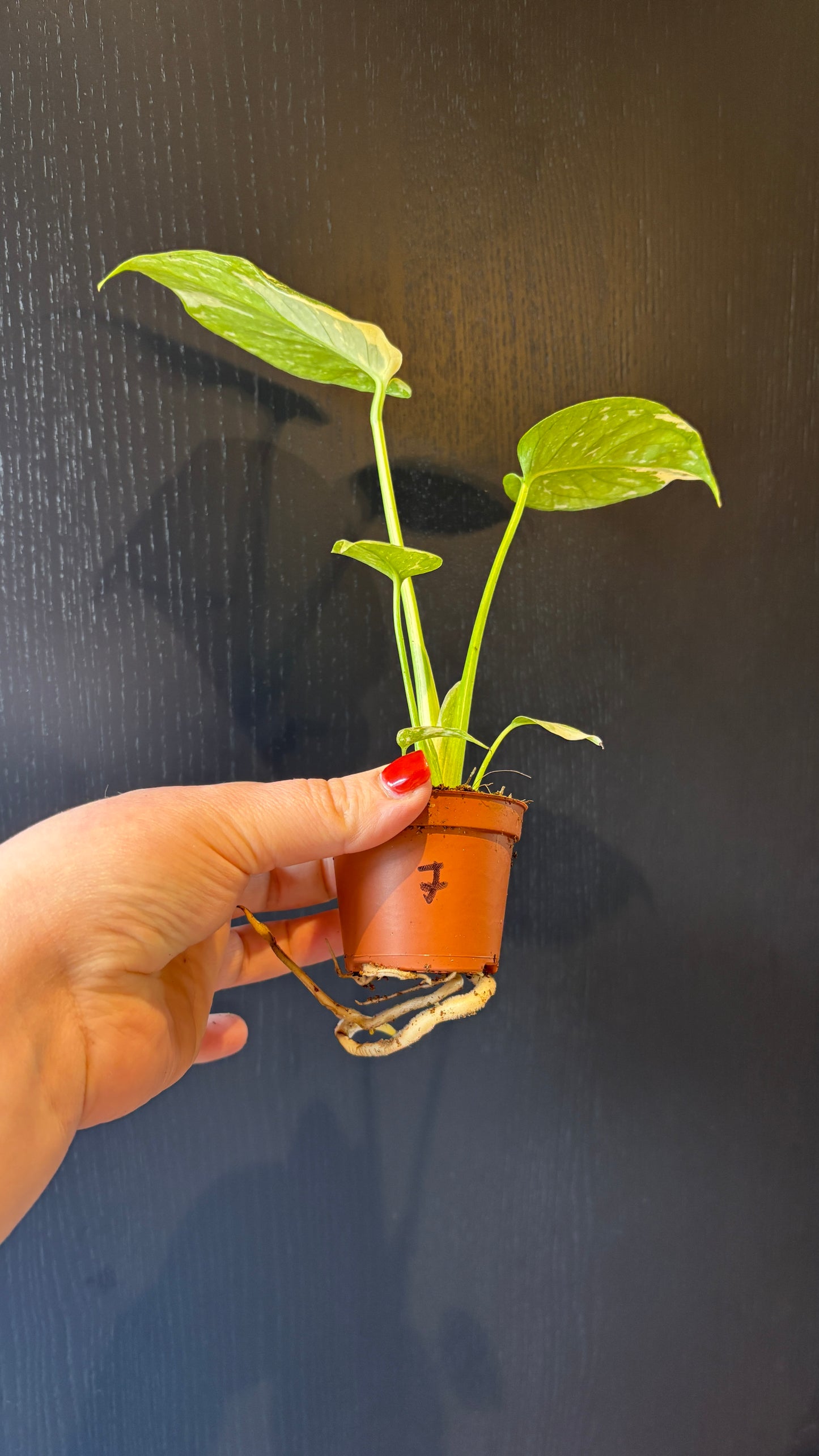 Monstera Thai Constellation 6cm pot- most ready to upgrade pot size (grab a bargain!)