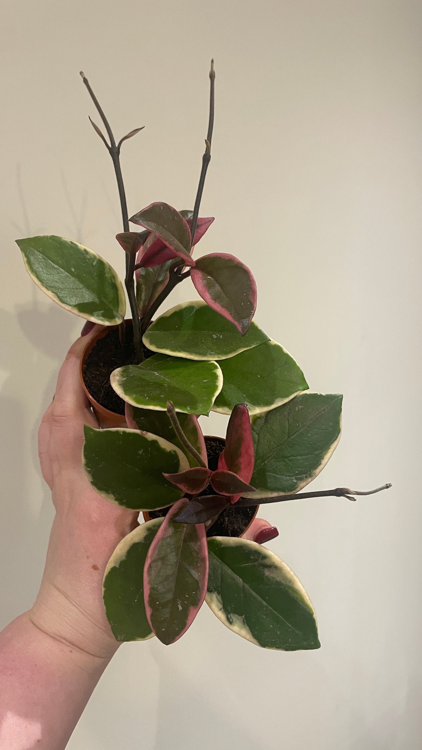 Hoya carnosa flamingo dream