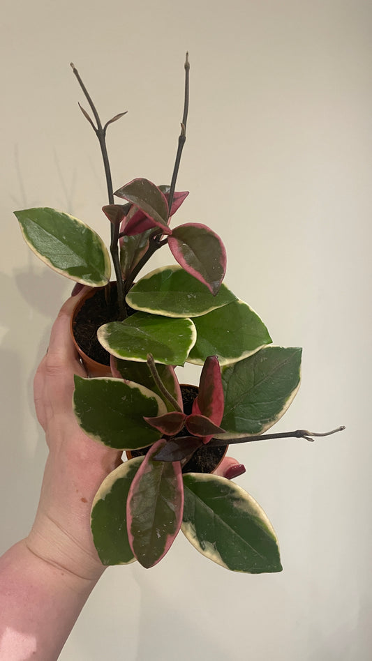 Hoya carnosa flamingo dream