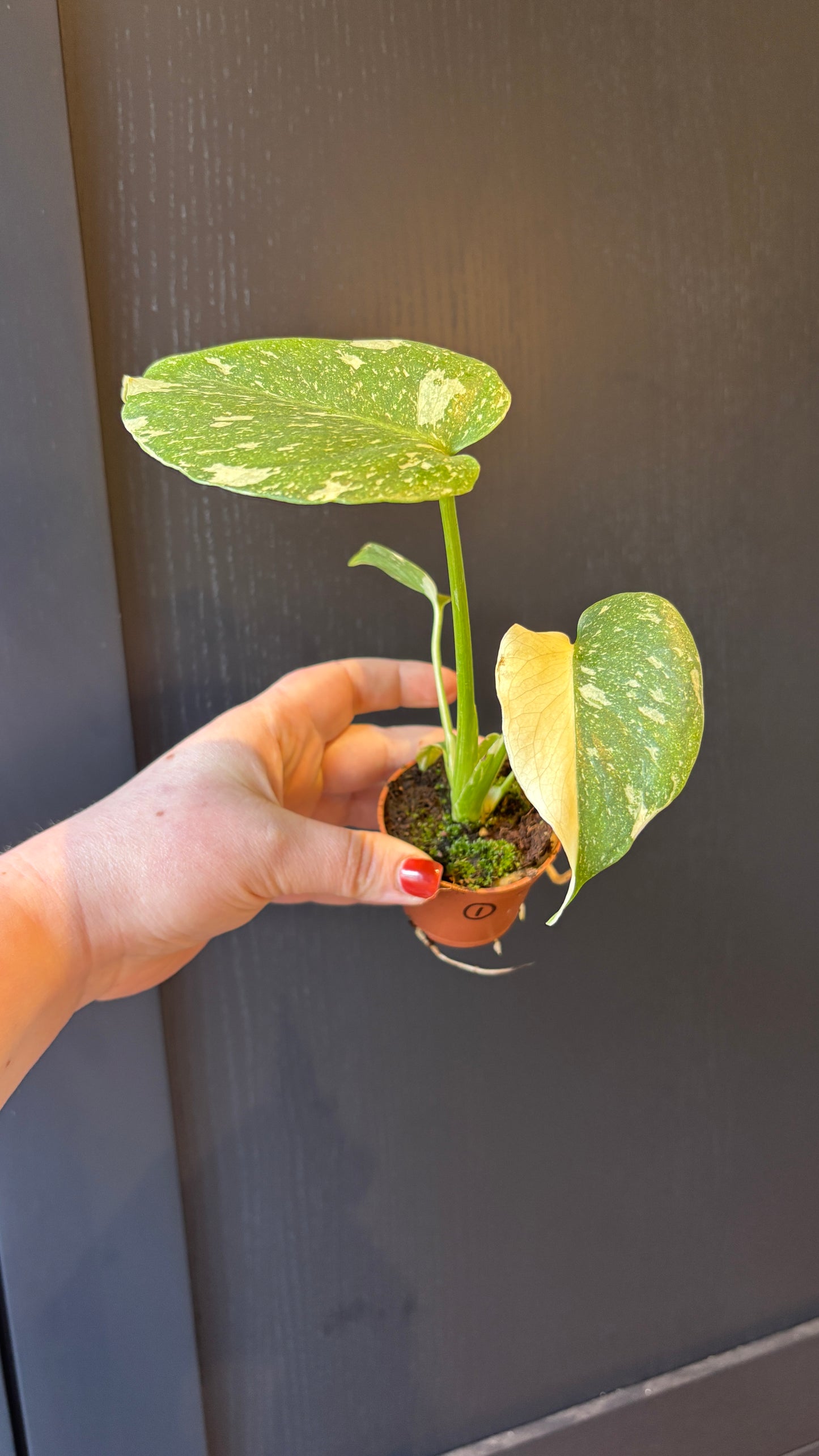 Monstera Thai Constellation 6cm pot- most ready to upgrade pot size (grab a bargain!)
