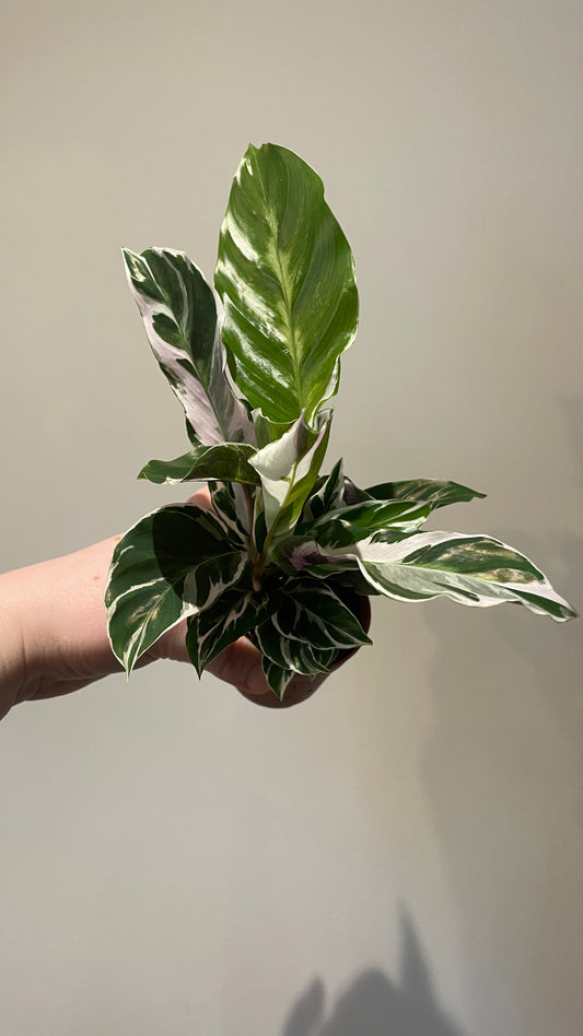 Calathea White Fusion