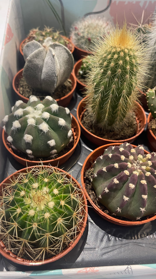 Luckily Dip small cactus- Random beautiful little cactus