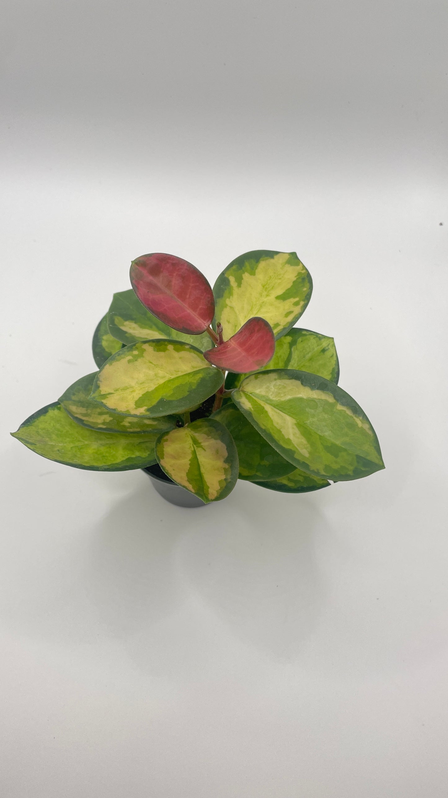 Hoya Australis Lisa